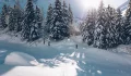 Gallery Thumb